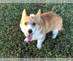 Father of the Pembroke Welsh Corgi puppies born on 08/14/2019