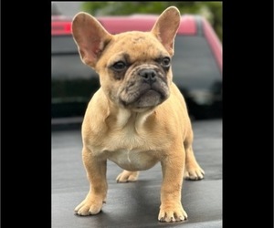 French Bulldog Puppy for sale in MAPLE HEIGHTS, OH, USA