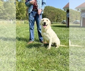 Mother of the Labrador Retriever puppies born on 09/18/2025