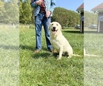 Small Photo #1 Labrador Retriever Puppy For Sale in NEOLA, WV, USA