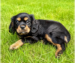 Small #7 Cavalier King Charles Spaniel