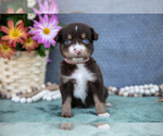 Small Photo #18 Miniature Australian Shepherd Puppy For Sale in CLARE, MI, USA