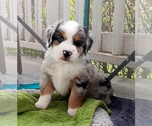 Miniature Australian Shepherd Puppy for sale in BLACKSBURG, SC, USA