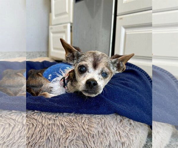 Medium Photo #4 Chihuahua Puppy For Sale in  Ramona, CA, USA