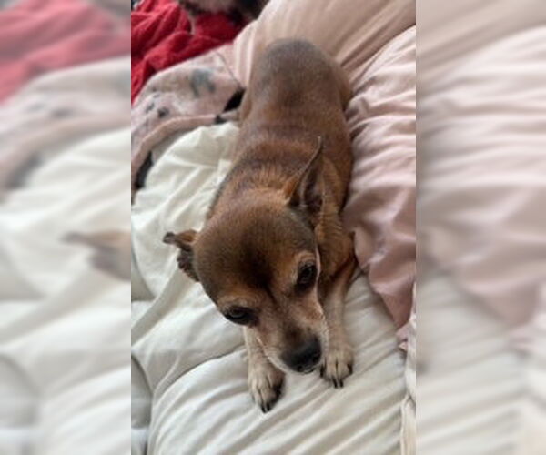 Medium Photo #11 Chihuahua-Unknown Mix Puppy For Sale in oakland, FL, USA