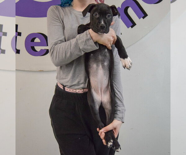 Medium Photo #4 American Staffordshire Terrier-Boxer Mix Puppy For Sale in Huntley, IL, USA