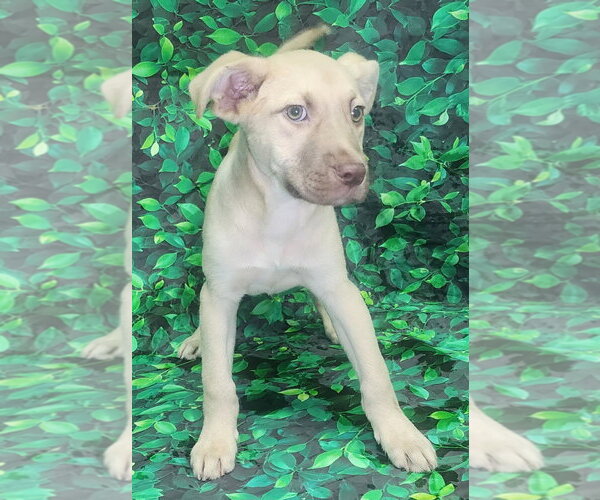 Medium Photo #4 Bulldog-Labrador Retriever Mix Puppy For Sale in Wetumpka, AL, USA