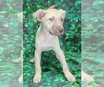 Small #3 Bulldog-Labrador Retriever Mix