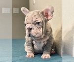 Small Photo #3 French Bulldog Puppy For Sale in STUDIO CITY, CA, USA