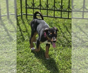 Blair - Female Doberman Pinscher-Unknown Mix Dog for Adoption - Photo #34