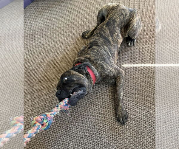 Medium Photo #2 Mutt Puppy For Sale in NEWPORT NH, NH, USA