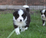 Small Photo #6 Border Collie Puppy For Sale in BRYANTOWN, MD, USA