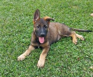 German Shepherd Dog Puppy for Sale in FORT MILL, South Carolina USA