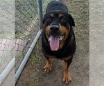 Small Photo #9 Rottweiler Puppy For Sale in Houston, TX, USA