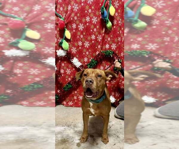 Medium Photo #3 Mutt Puppy For Sale in Abbeville, LA, USA