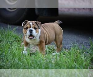 Bulldog Puppy for sale in BETHEL, PA, USA