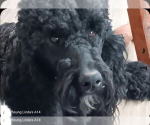 Poodle (Standard) Dogs for adoption in Smithfield, PA, USA