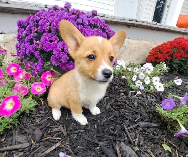 Medium Photo #9 Pembroke Welsh Corgi Puppy For Sale in SHILOH, OH, USA