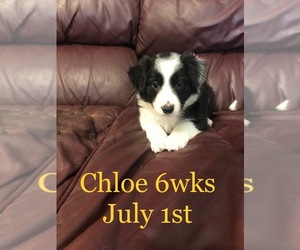 Border Collie Puppy for sale in FORT MYERS, FL, USA