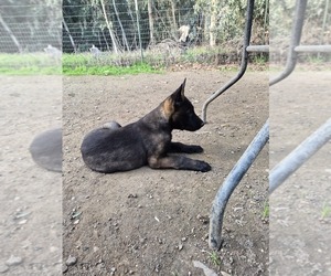 Belgian Malinois Puppy for sale in DIXON, CA, USA