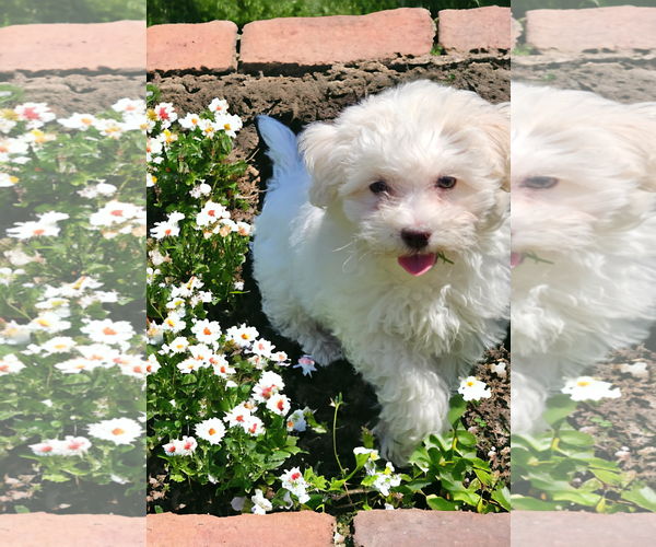 Medium Photo #6 Maltese Puppy For Sale in McKinney, TX, USA