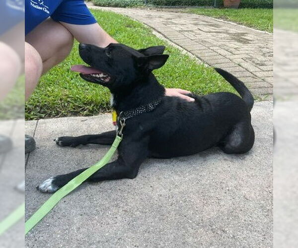 Medium Photo #5 Mutt Puppy For Sale in HOUSTON, TX, USA