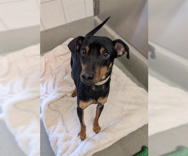 Medium Photo #2 Miniature Pinscher Puppy For Sale in San Martin, CA, USA