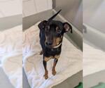Small #1 Miniature Pinscher