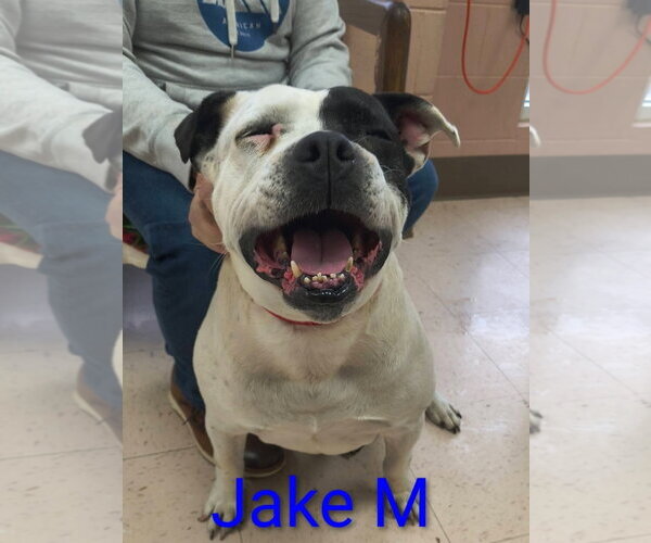 Medium Photo #2 American Bulldog-American Staffordshire Terrier Mix Puppy For Sale in Chester, VA, USA