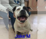 Small #1 American Bulldog-American Staffordshire Terrier Mix