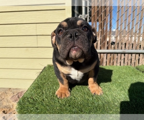 Medium Photo #5 English Bulldog Puppy For Sale in ATLANTA, GA, USA