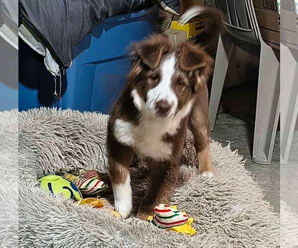 Medium Photo #2 Australian Shepherd-Unknown Mix Puppy For Sale in Aurora, IN, USA