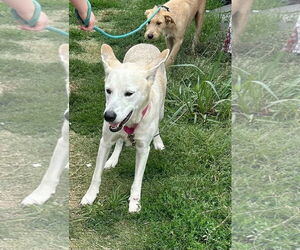 Mutt Dogs for adoption in Minneapolis, MN, USA