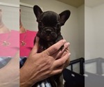 Frenchie - Male French Bulldog Puppy for Sale - Photo #12