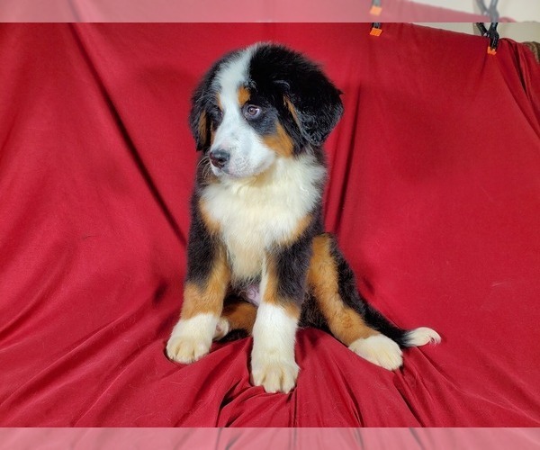 Medium Photo #6 Bernese Mountain Dog Puppy For Sale in BLACK FOREST, CO, USA