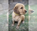 Small Photo #3 Goldendoodle Puppy For Sale in LA MESA, CA, USA