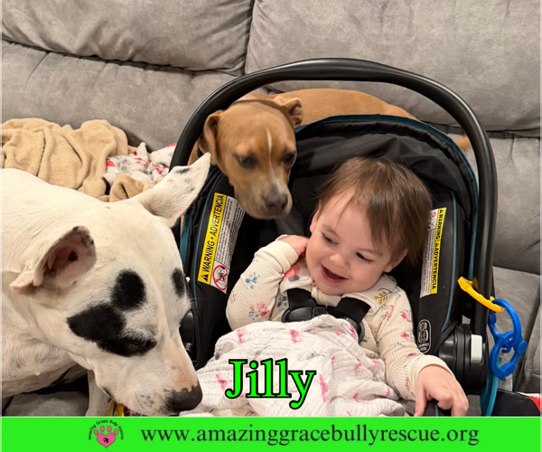 Medium Photo #19 American Pit Bull Terrier-Unknown Mix Puppy For Sale in Milton, FL, USA