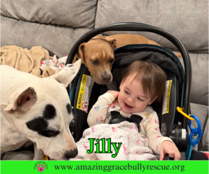 Jilly - Female American Pit Bull Terrier-Unknown Mix Dog for Adoption - Photo #19