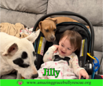 Small Photo #19 American Pit Bull Terrier-Unknown Mix Puppy For Sale in Milton, FL, USA