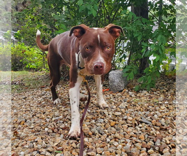 Medium Photo #2 American Pit Bull Terrier-Unknown Mix Puppy For Sale in Hillsboro, NH, USA