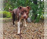 Small #1 American Pit Bull Terrier Mix