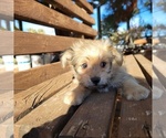 Small Photo #4 Morkie Puppy For Sale in SANTA CLARITA, CA, USA