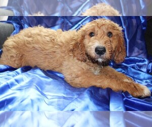 Goldendoodle Puppy for sale in BLOOMINGTON, IN, USA