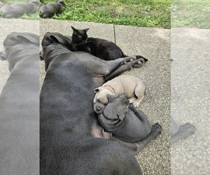 Father of the Cane Corso puppies born on 04/26/2025