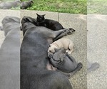 Small Photo #1 Cane Corso Puppy For Sale in SCOTTSBURG, IN, USA