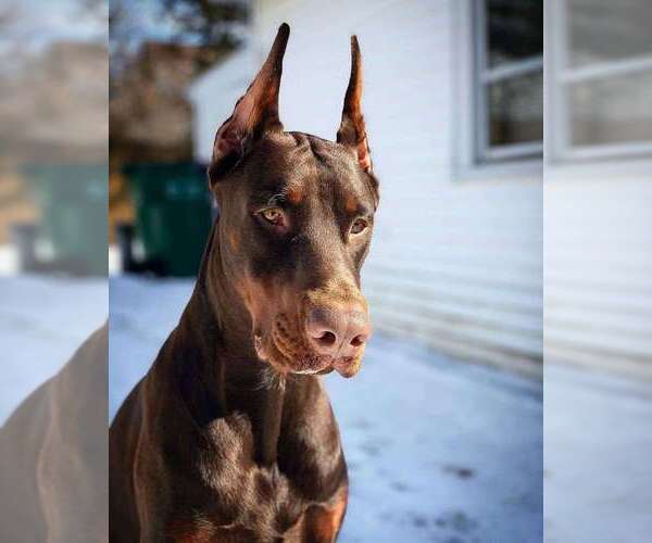 Medium Photo #12 Doberman Pinscher Puppy For Sale in FORT LAUDERDALE, FL, USA