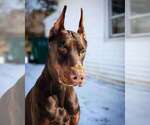 Small #11 Doberman Pinscher