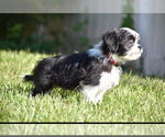 Small #3 Auss-Tzu
