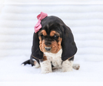 Small Photo #5 Basset Hound Puppy For Sale in LIBERTY, KY, USA