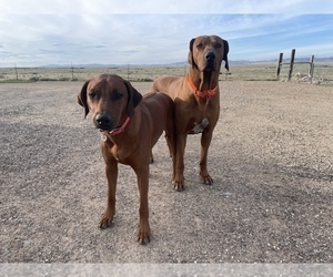 Mother of the Rhodesian Ridgeback puppies born on 10/03/2025